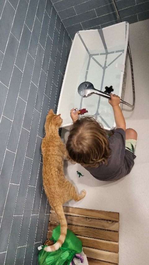 La hora del baño en una casa con niños y gatos 😹*atentos a la canción #catlover #niñosygatos #bebesygatos #bebes #catlover #gatosdeinstagram #catsofinstagram #maternidad